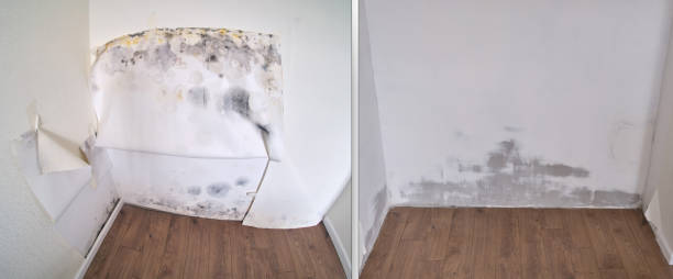 Best Mold Damage Repair  in Fortuna Foothills, AZ